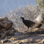 Brown Eared Pheasant (image by Mark Beaman)
