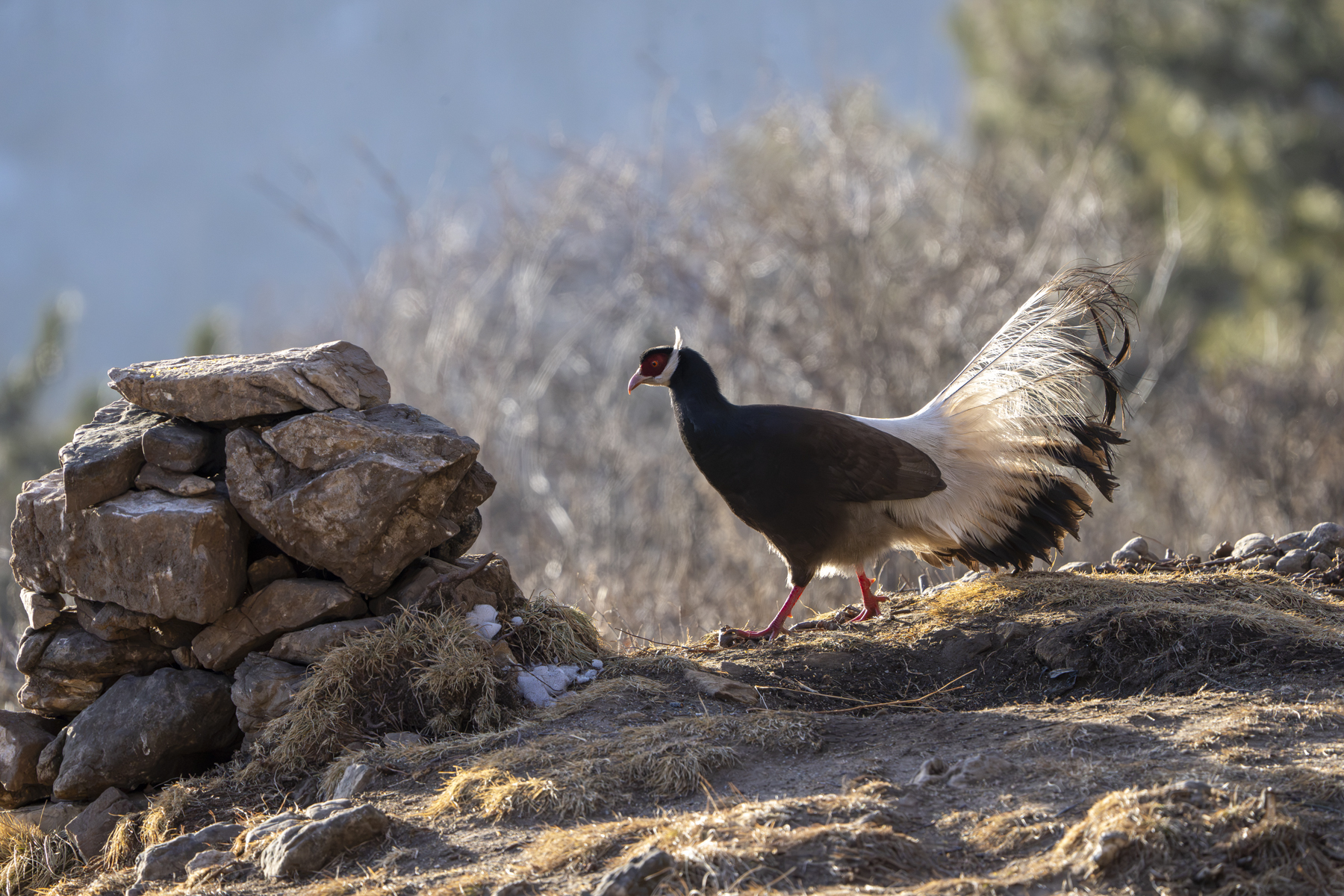 Brown Eared Pheasant (image by Mark Beaman)