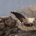 Brown Eared Pheasant (image by Mark Beaman)