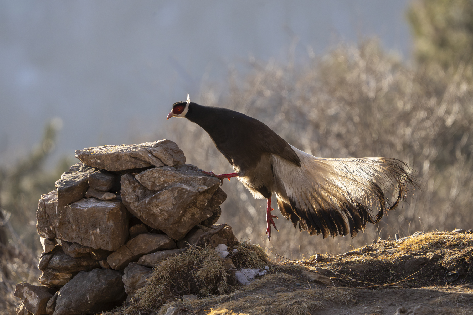 Brown Eared Pheasant (image by Mark Beaman)