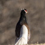 Brown Eared Pheasant (image by Mark Beaman)