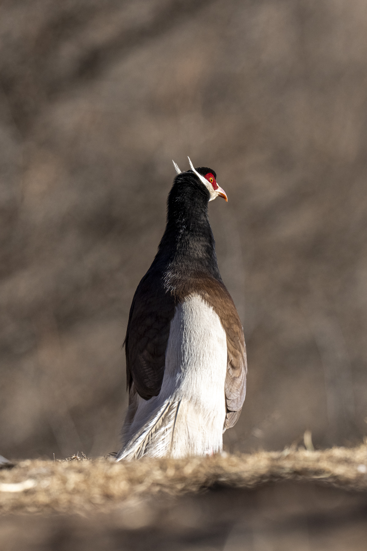 Brown Eared Pheasant (image by Mark Beaman)
