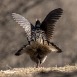 Brown Eared Pheasant (image by Mark Beaman)