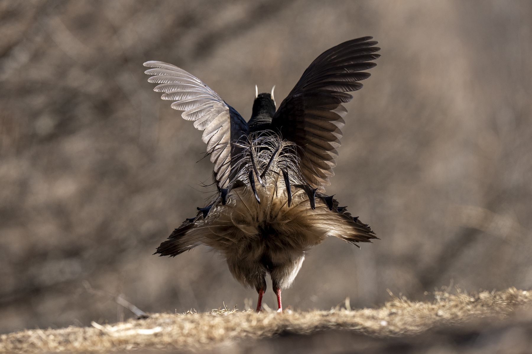 Brown Eared Pheasant (image by Mark Beaman)