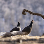 Brown Eared Pheasants (image by Mark Beaman)