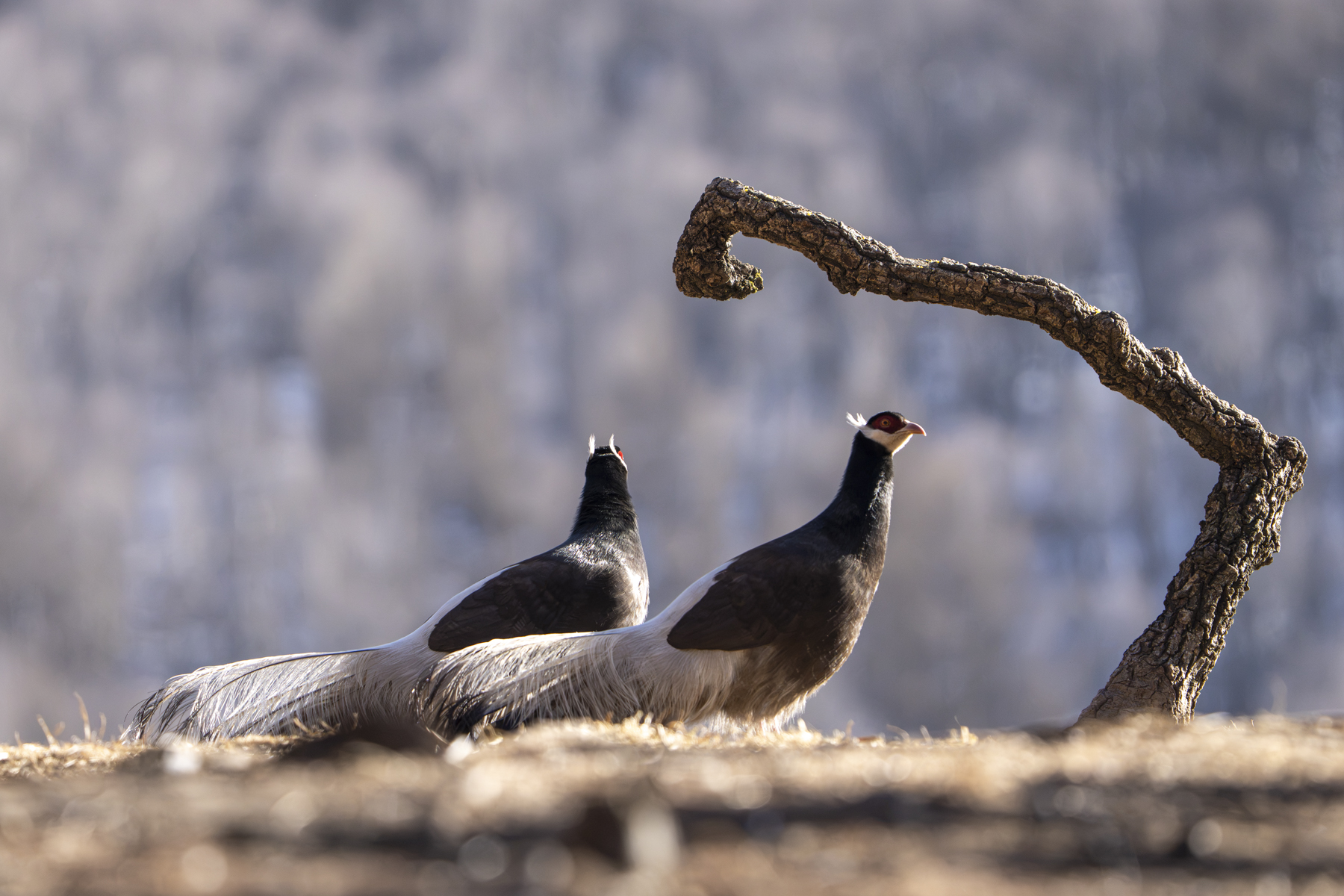 Brown Eared Pheasants (image by Mark Beaman)