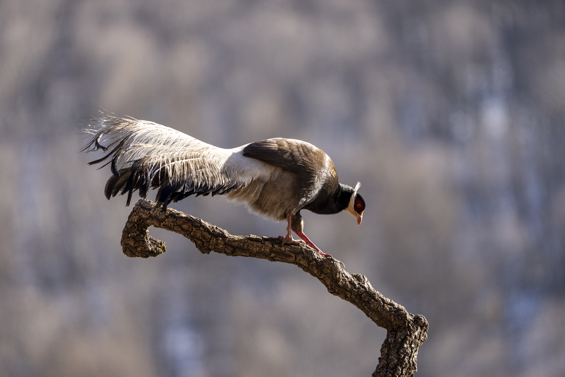 Brown Eared Pheasant (image by Mark Beaman)