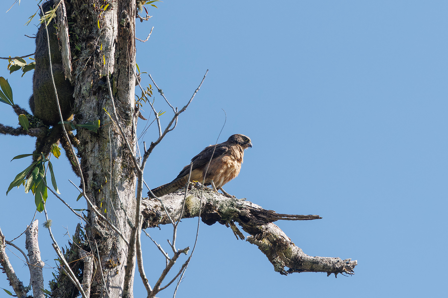 Brown Falcon (image by Dáni Balla)