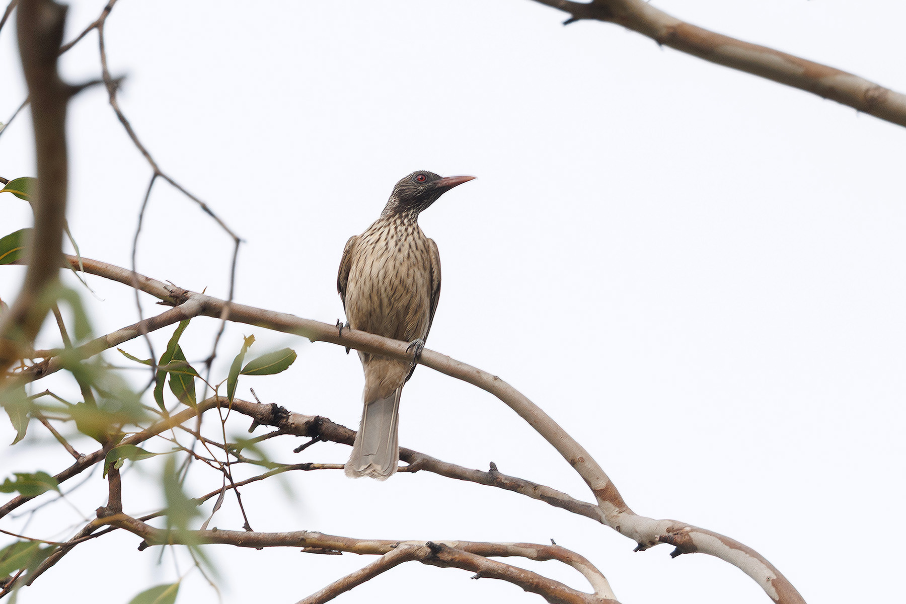 Brown Oriole (image by Dáni Balla)