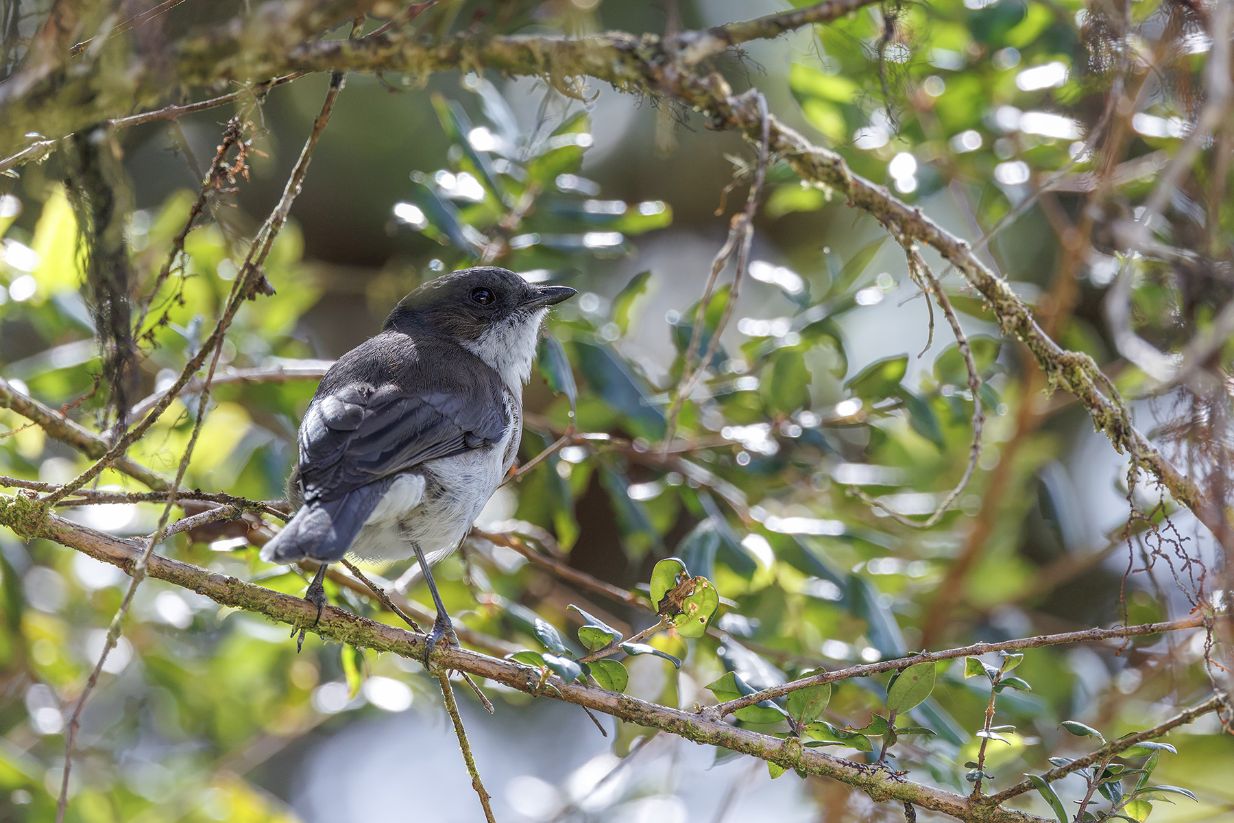 Brown-backed Whistler (image by Dáni Balla)