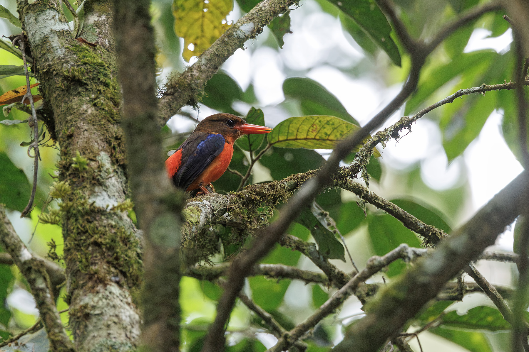Brown-headed Paradise Kingfisher (image by Dáni Balla)
