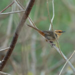 Buff-banded Thicketbird (image by Craig Robson)