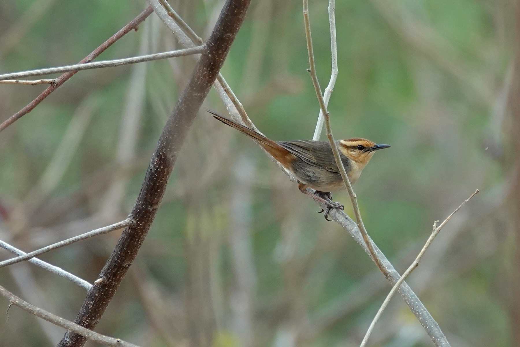 Buff-banded Thicketbird (image by Craig Robson)