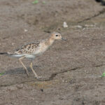 Buff-breasted Sandpiper (image by Mark Van Beirs)