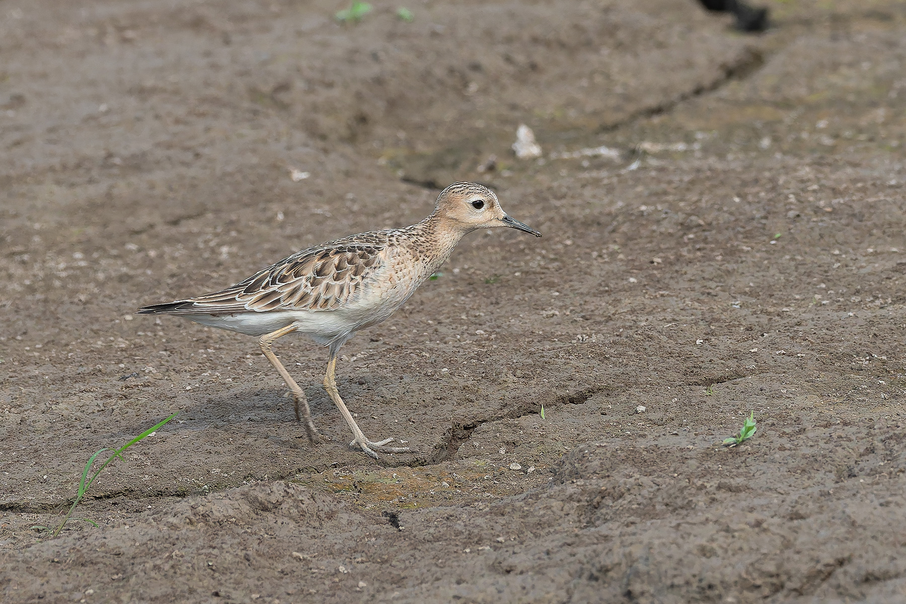 Buff-breasted Sandpiper (image by Mark Van Beirs)