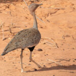 Buff-crested Bustard (image by Mark Van Beirs)