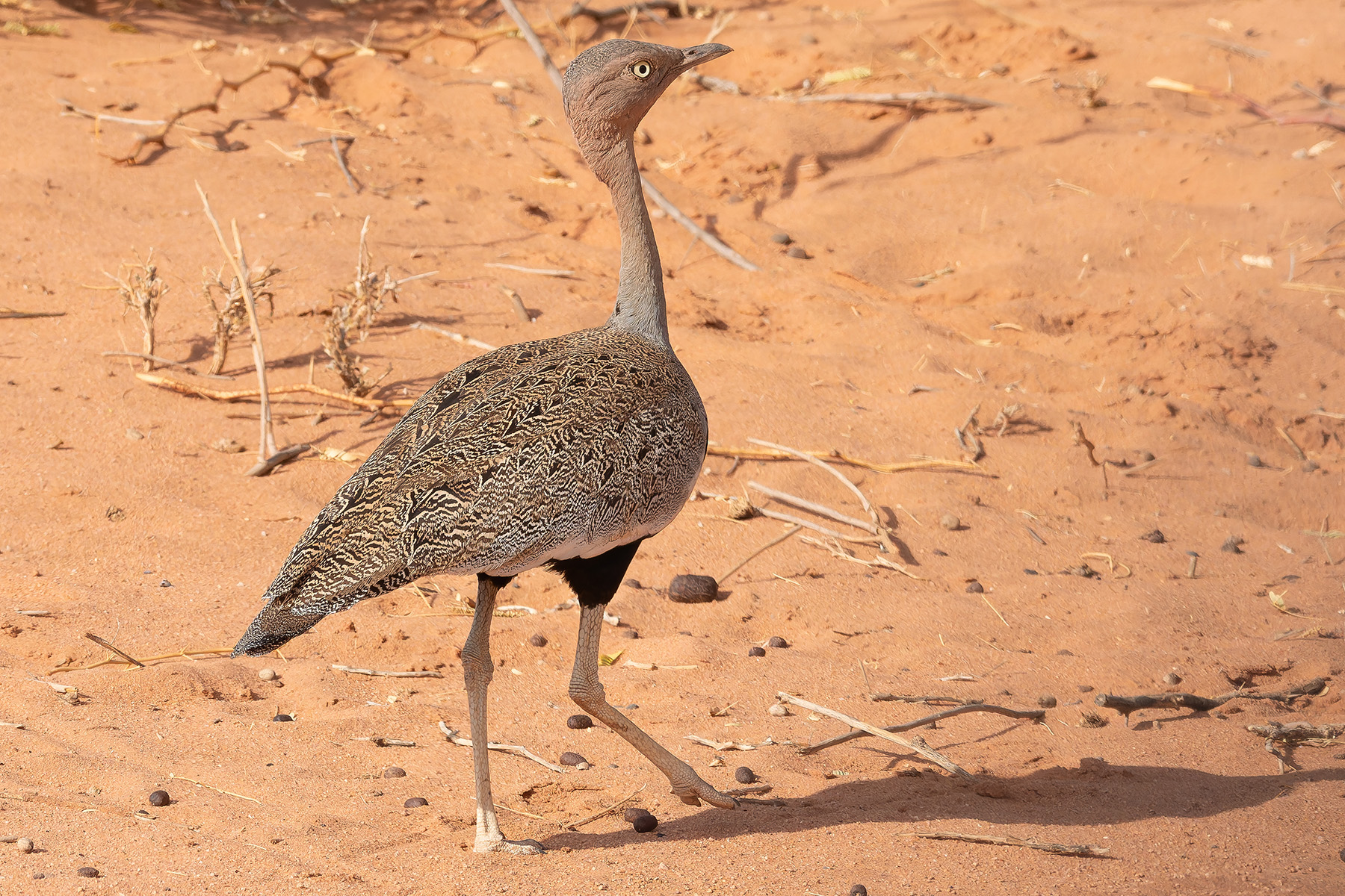 Buff-crested Bustard (image by Mark Van Beirs)