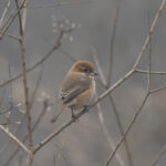 Bull-headed Shrike (image by Mark Beaman)