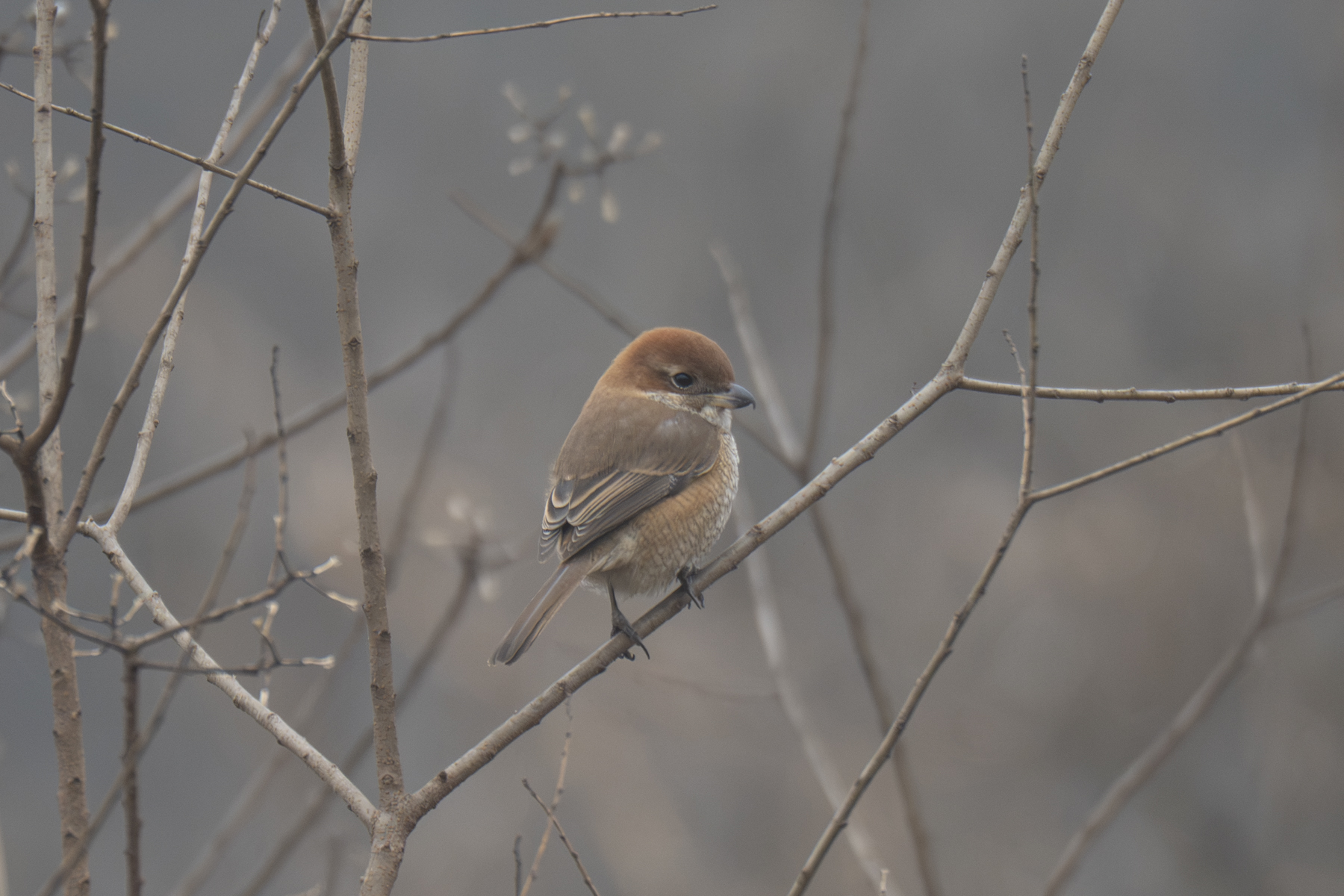 Bull-headed Shrike (image by Mark Beaman)