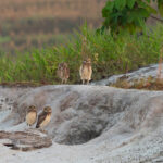 Burrowing Owls (image by Mark Van Beirs)