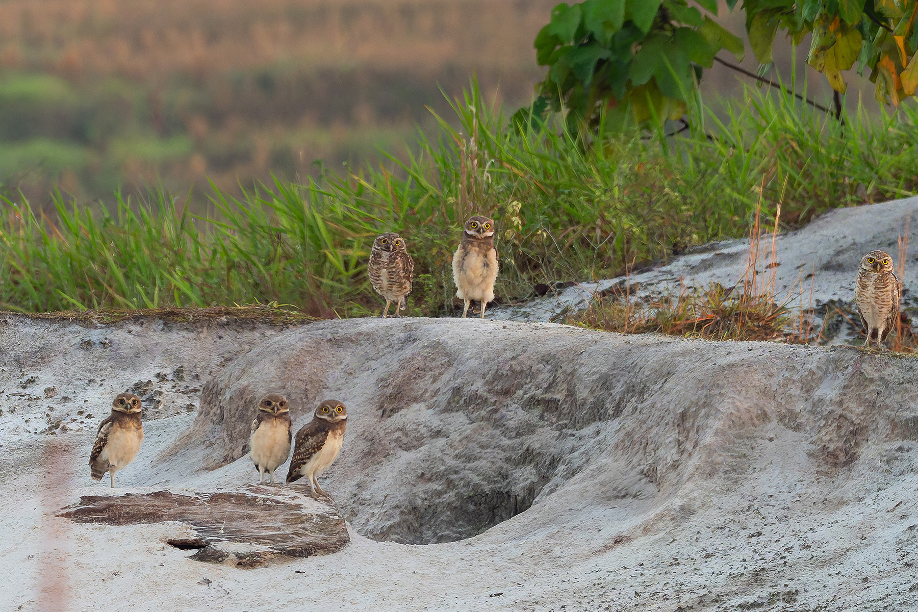 Burrowing Owls (image by Mark Van Beirs)