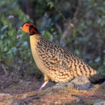 Cabot's Tragopan (image by Mark Beaman)