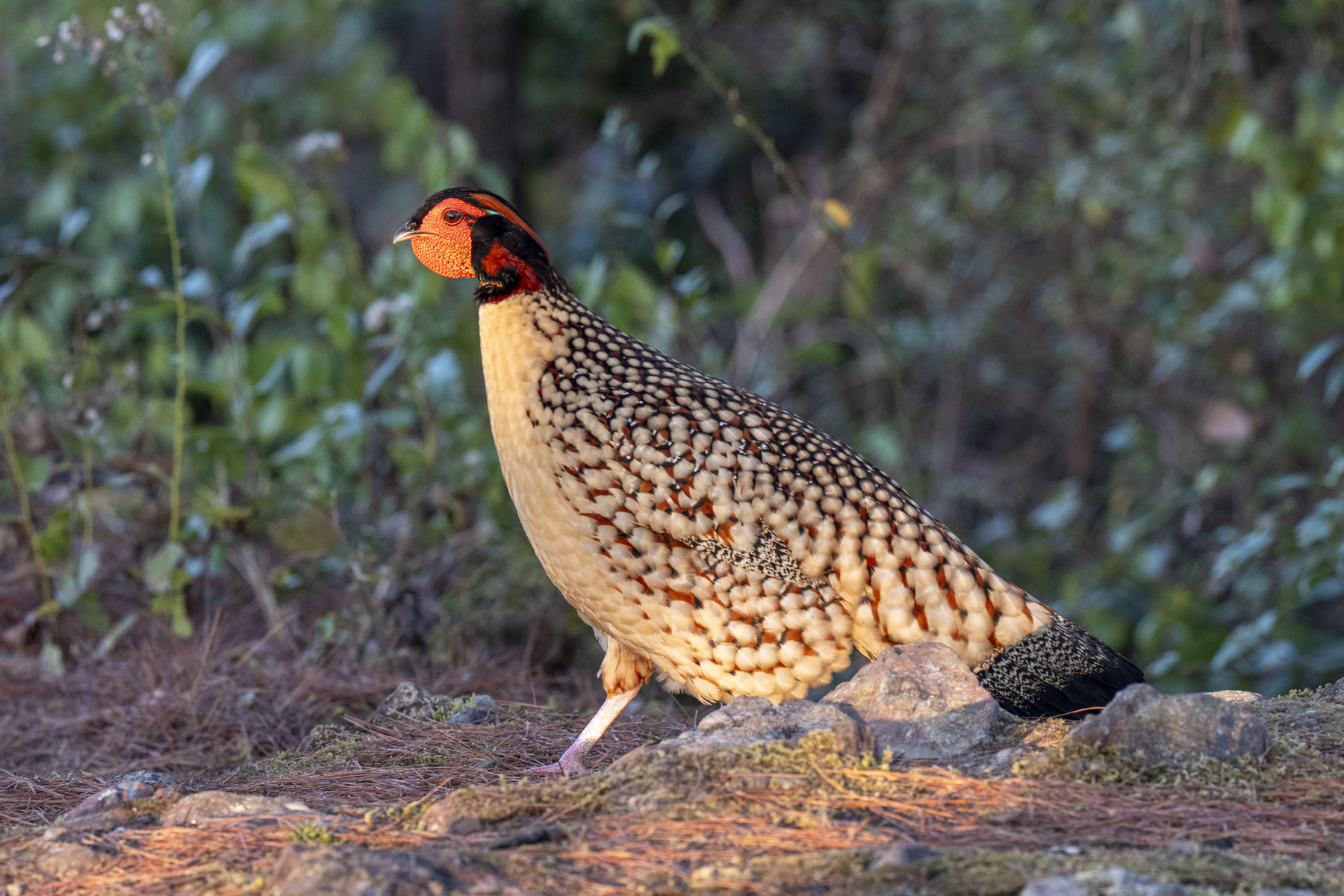 Cabot's Tragopan (image by Mark Beaman)