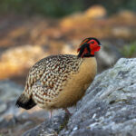 Cabot's Tragopan (image by Mark Beaman)