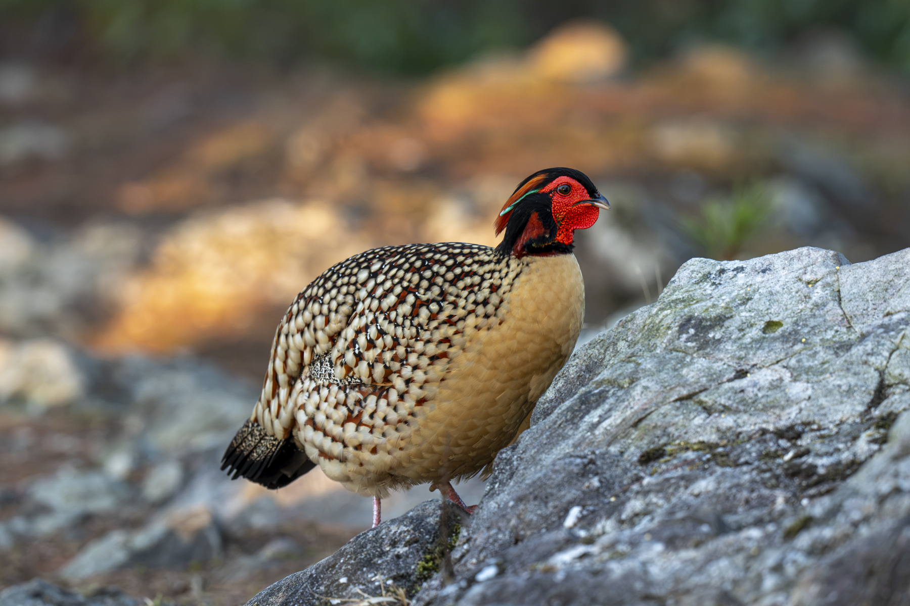 Cabot's Tragopan (image by Mark Beaman)