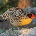 Cabot's Tragopan (image by Mark Beaman)