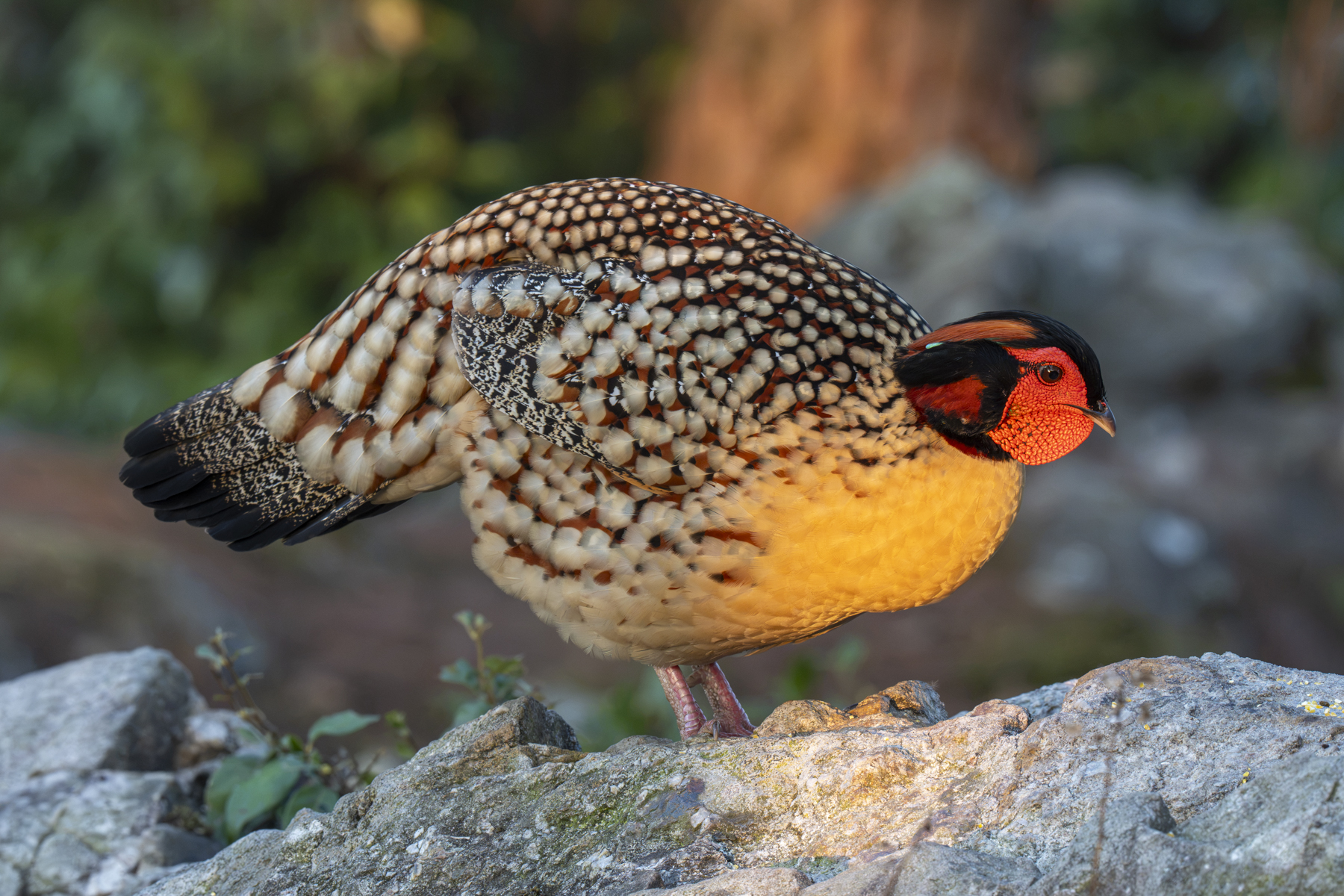 Cabot's Tragopan (image by Mark Beaman)