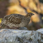 Cabot's Tragopan female (image by Mark Beaman)