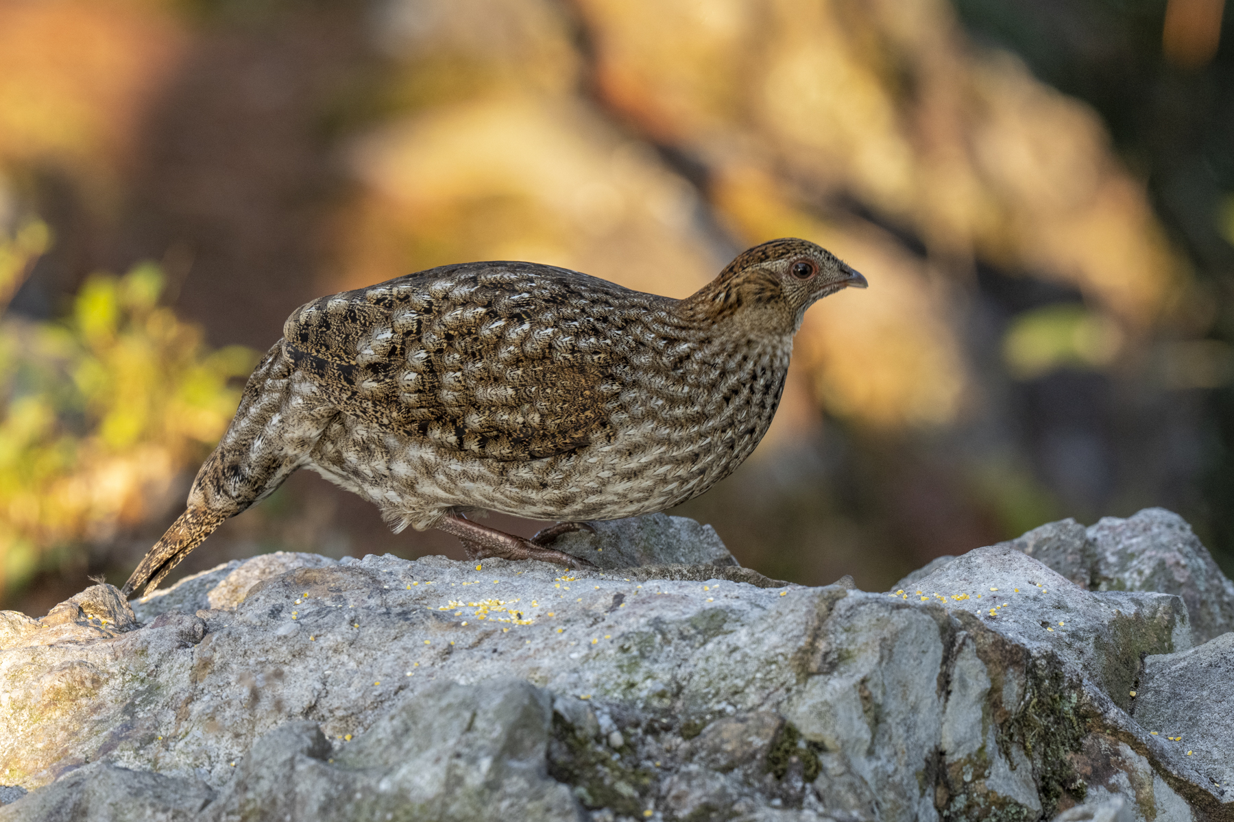 Cabot's Tragopan female (image by Mark Beaman)