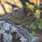 Cabot's Tragopan immature male (image by Mark Beaman)
