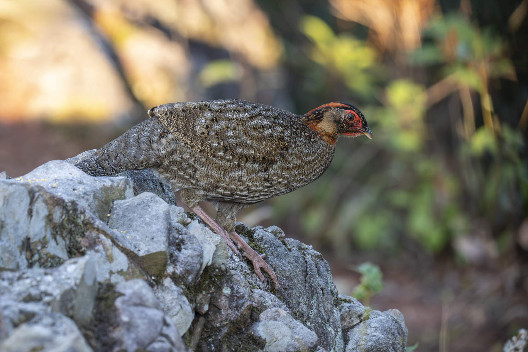 Cabot's Tragopan immature male (image by Mark Beaman)