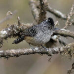 Chapman's Antshrike (image by Leo Garrigues)