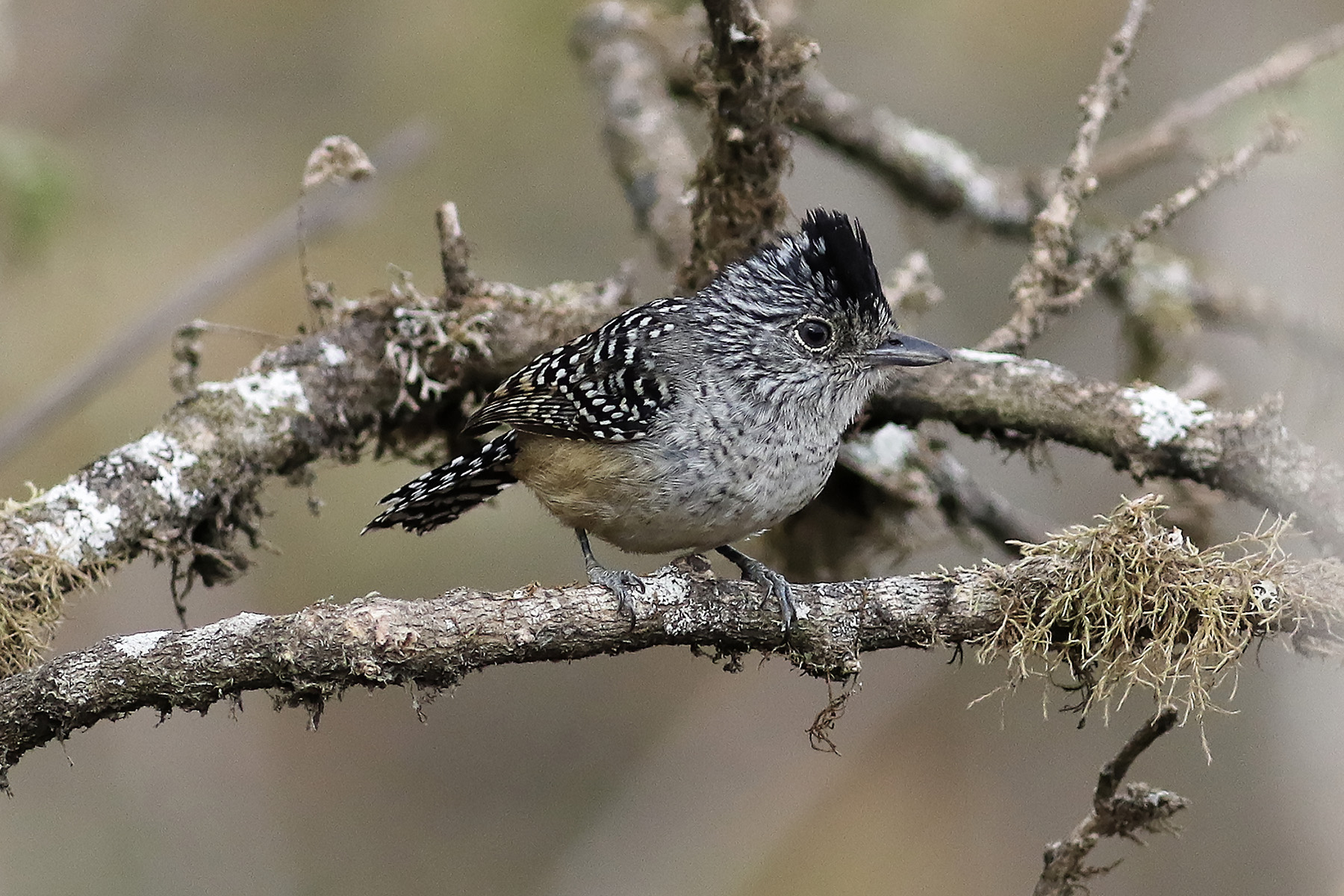 Chapman's Antshrike (image by Leo Garrigues)