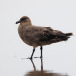 Chilean Skua (image by Leo Garrigues)
