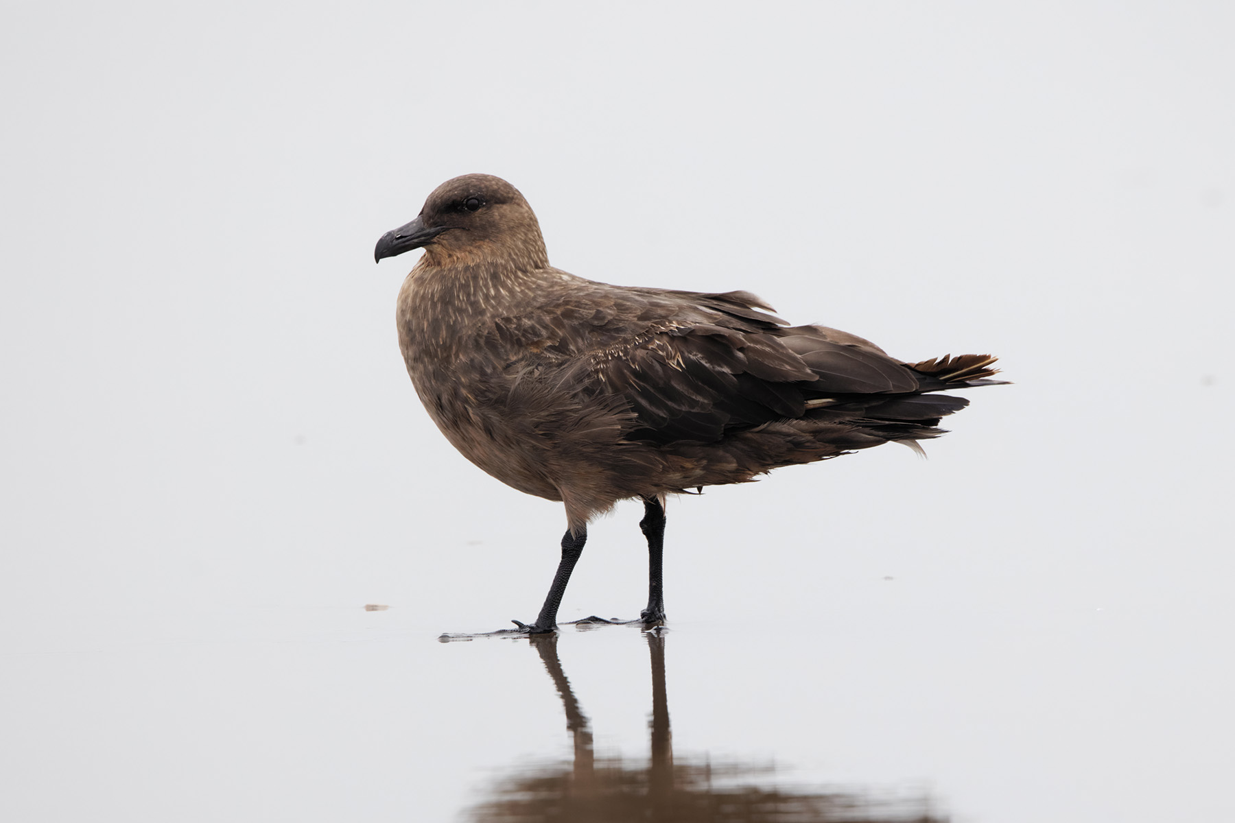 Chilean Skua (image by Leo Garrigues)