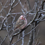 Chinese Beautiful Rosefinch (image by Mark Beaman)