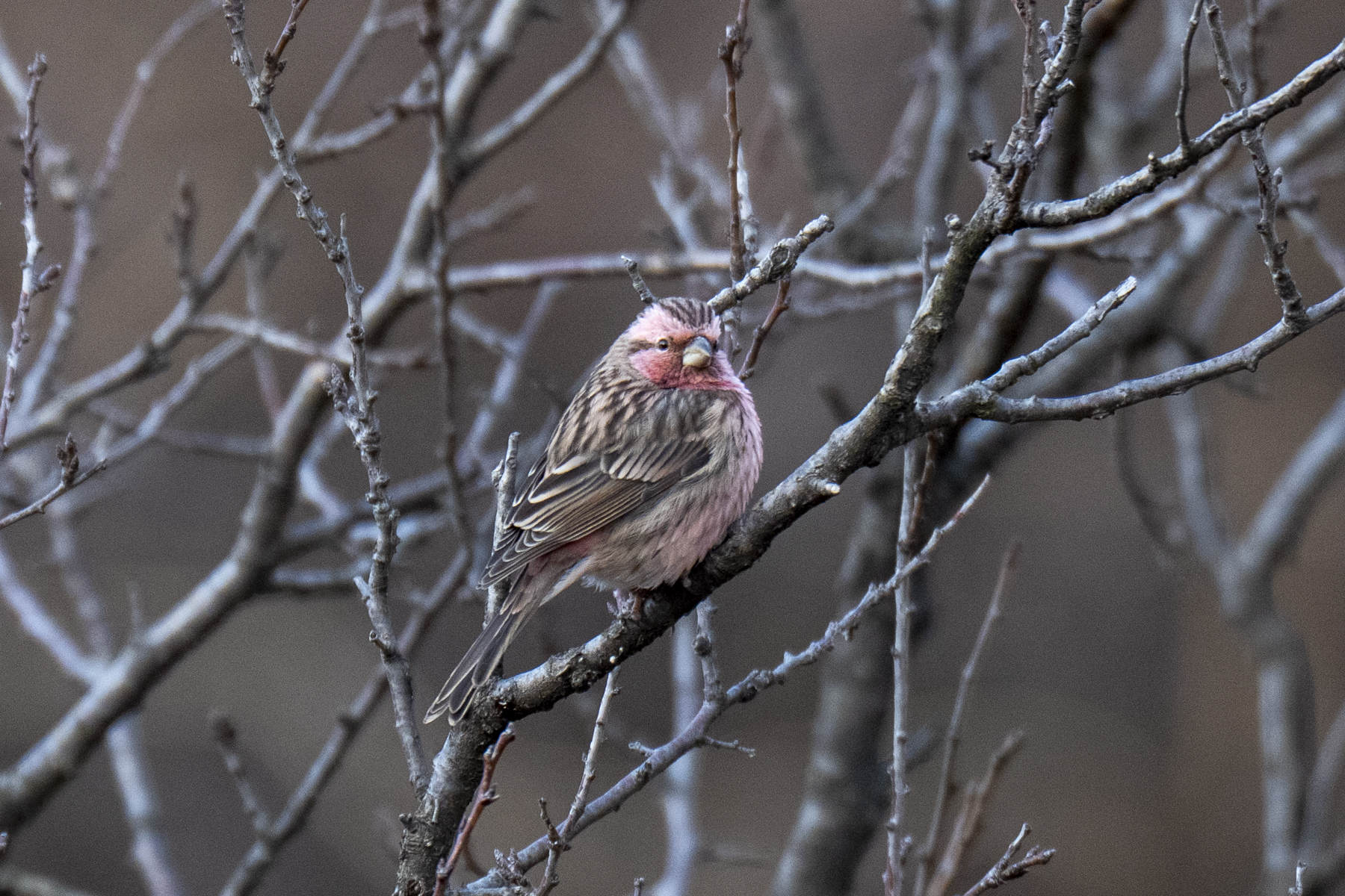Chinese Beautiful Rosefinch (image by Mark Beaman)