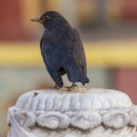 Chinese Blackbird (image by Mark Beaman)