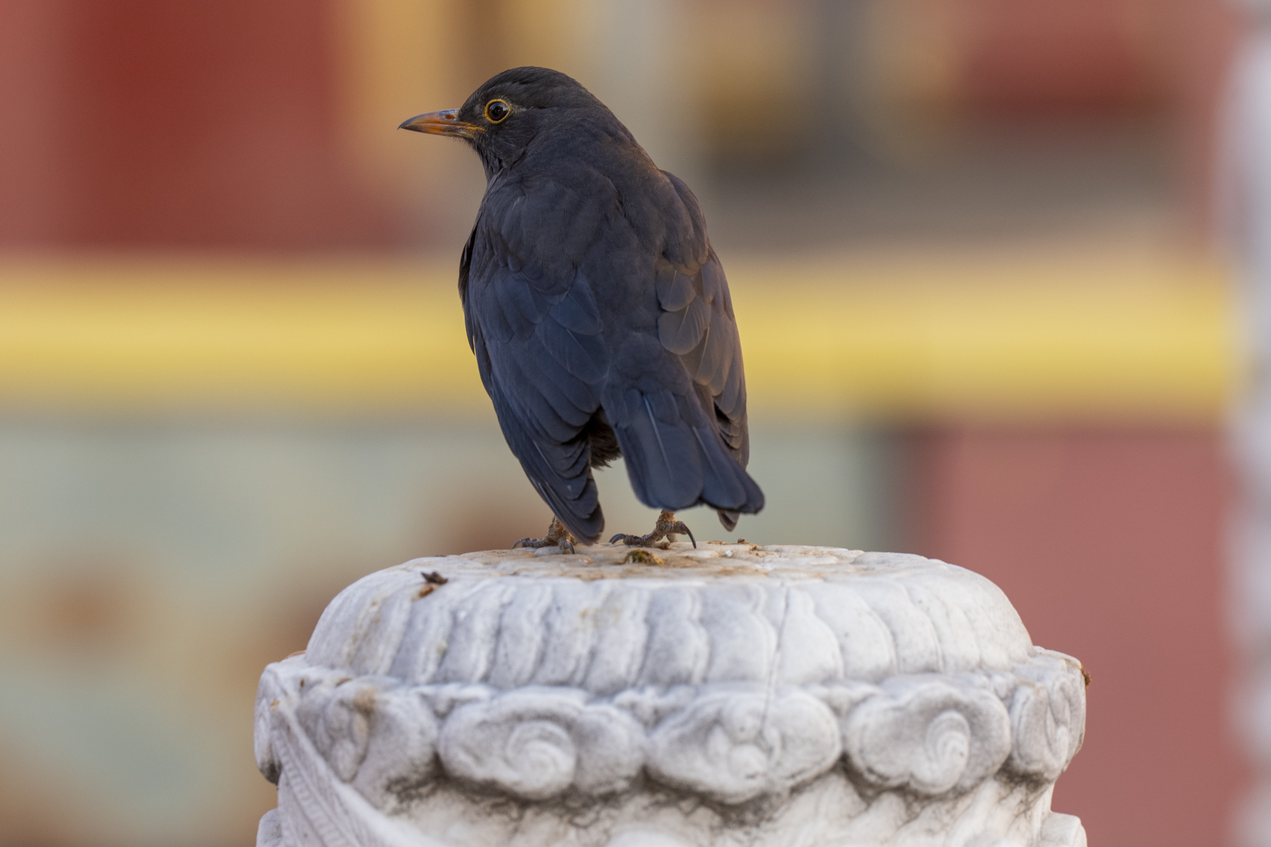 Chinese Blackbird (image by Mark Beaman)
