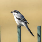 Chinese Grey Shrike (image by Mark Beaman)