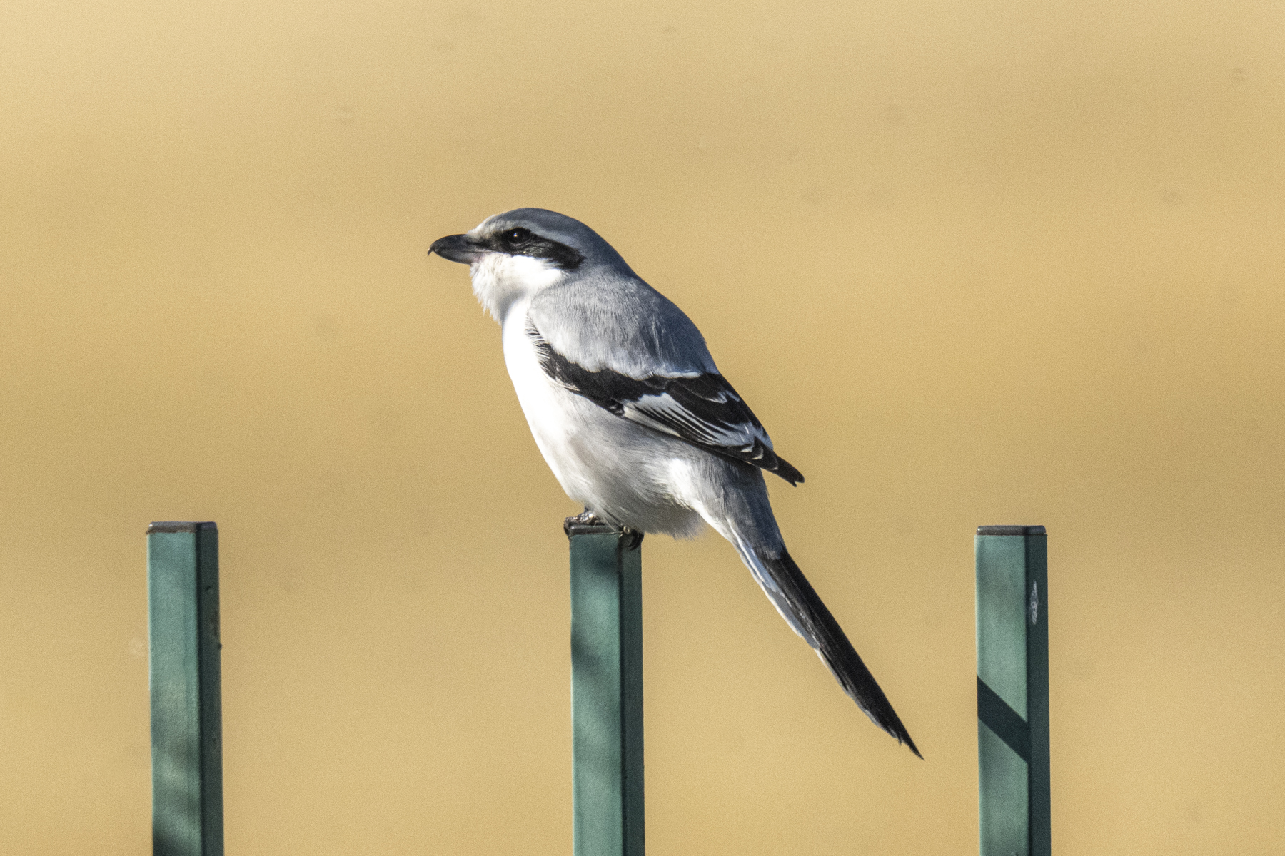 Chinese Grey Shrike (image by Mark Beaman)