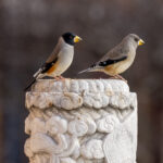 Chinese Grosbeaks (image by Mark Beaman)