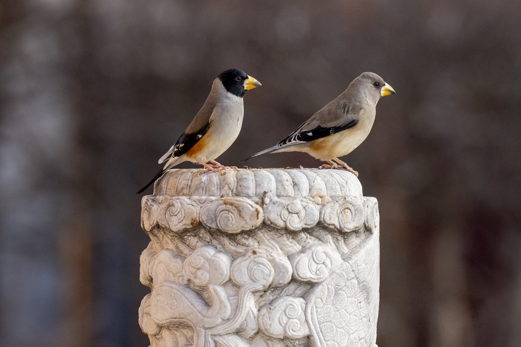 Chinese Grosbeaks (image by Mark Beaman)