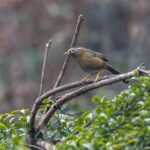 Chinese Hwamei (image by Mark Beaman)