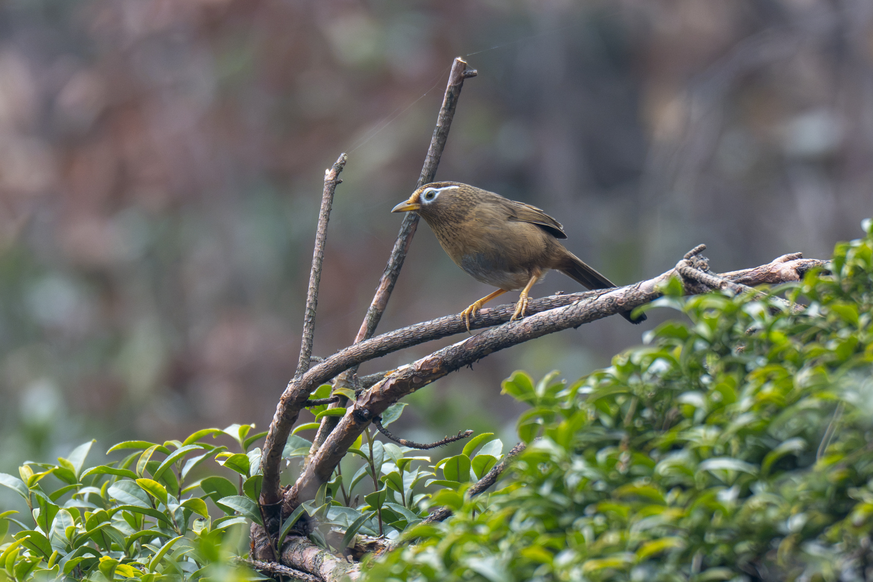 Chinese Hwamei (image by Mark Beaman)