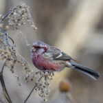 Chinese Long-tailed Rosefinch (image by Mark Beaman)